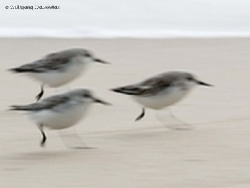 Strandläufer