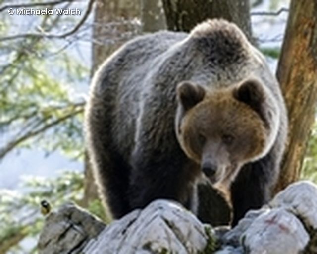 Kohlmeise, Braunbär