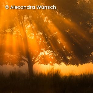 Sonnenstrahlen scheinen durch Bäume