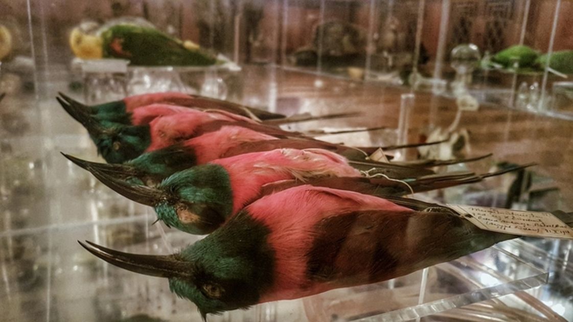 Vogelpräparate in Ausstellungsraum