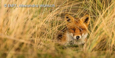 Alexandra Wünsch Fuchs