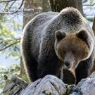 Kohlmeise, Braunbär