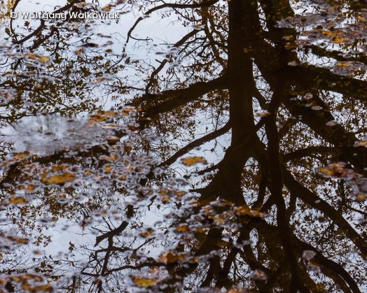 Baum spiegelt sich auf Wasseroberfläche