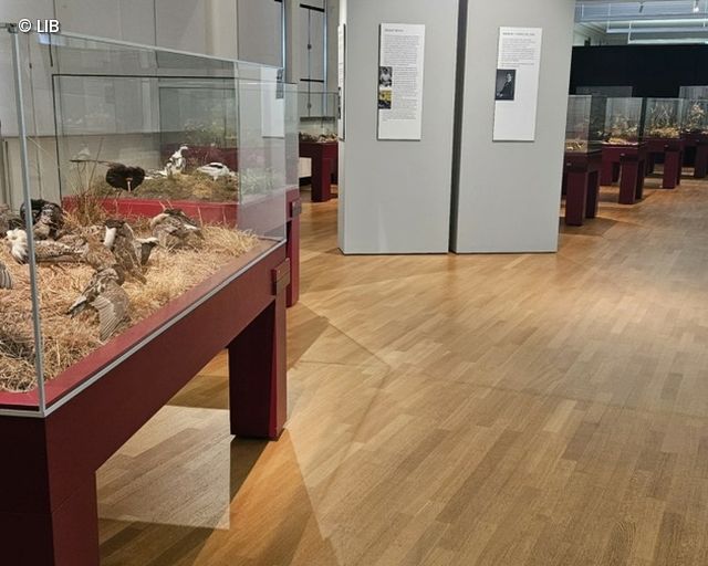 Museumsvitrinen