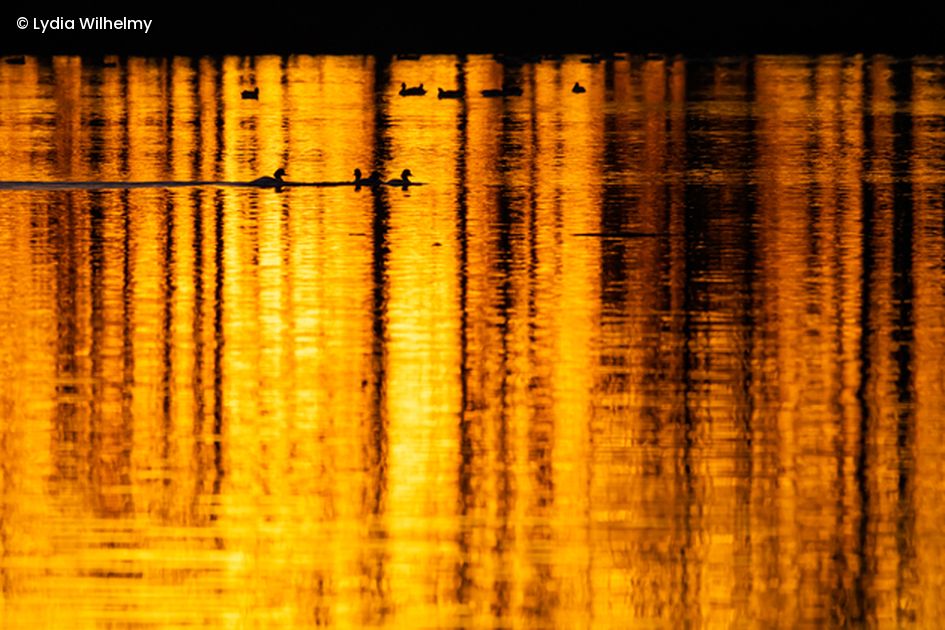 Sonnenuntergang spiegel sich auf Seeoberfläche, Enten schwimmen im See