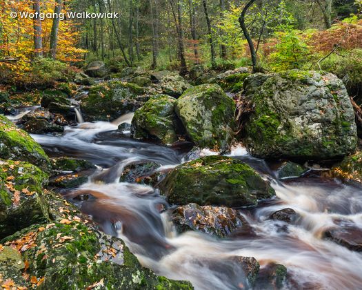 Wasser fließt durch Steine in Wald