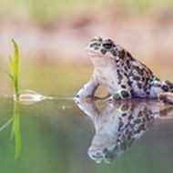 Frosch auf Wasseroberfläche