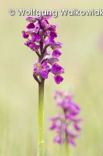 Blume mit lila Blüten