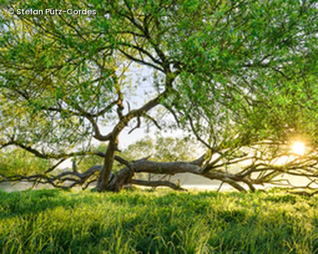 Baum auf Wiese