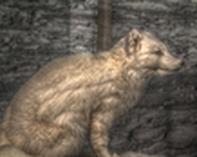 Tierpräparat