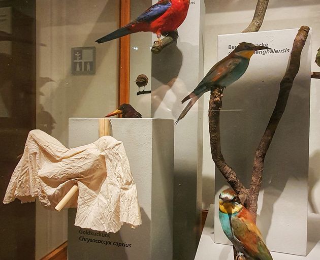 Enterventionale Ausstellungsraum mit Vögeln