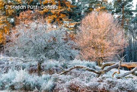Landschaft mit Frost überzeugen & 2 Bäume