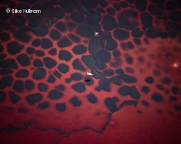 Rot Schwarz gemustertes Tier