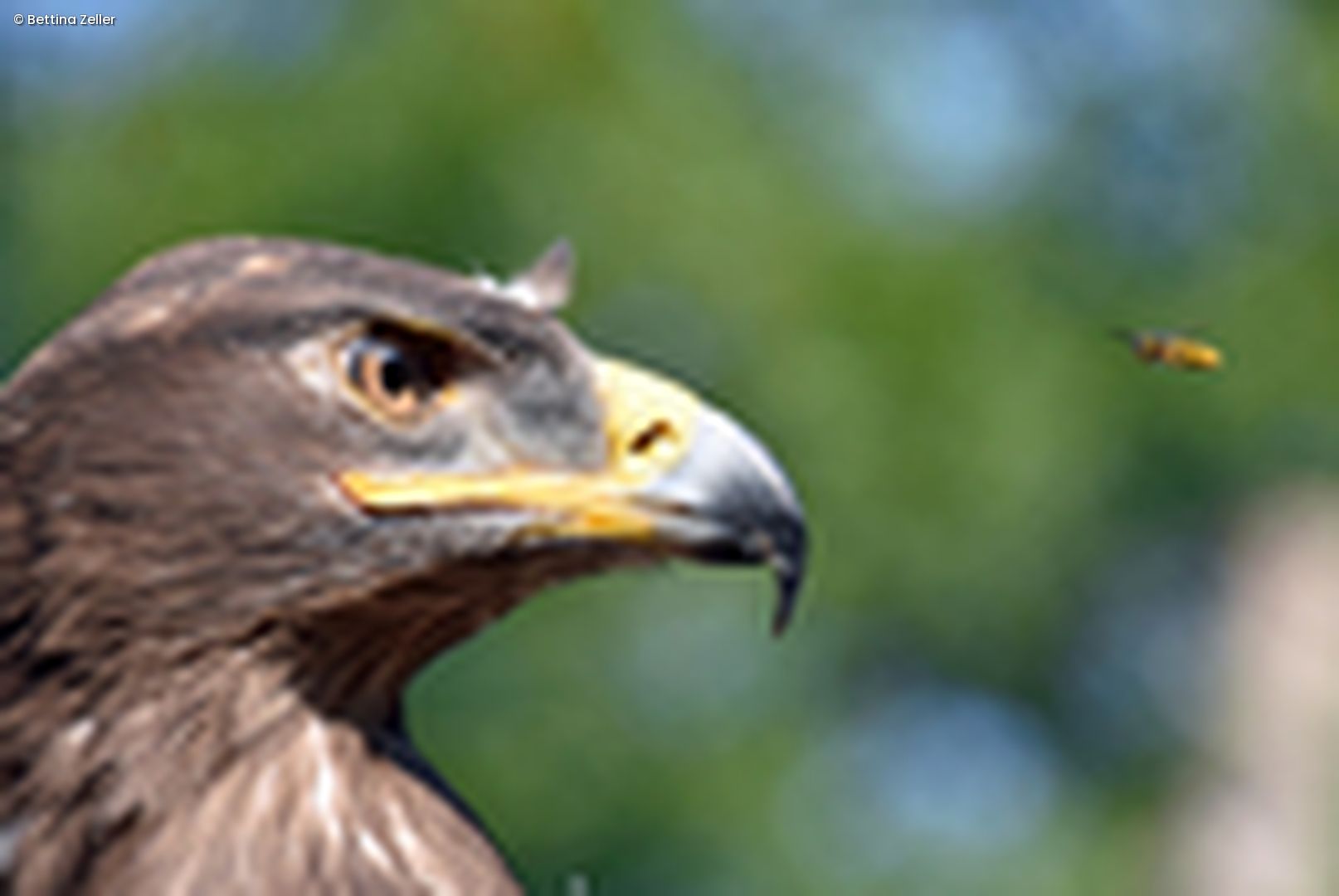 Steppenadler und Wespe