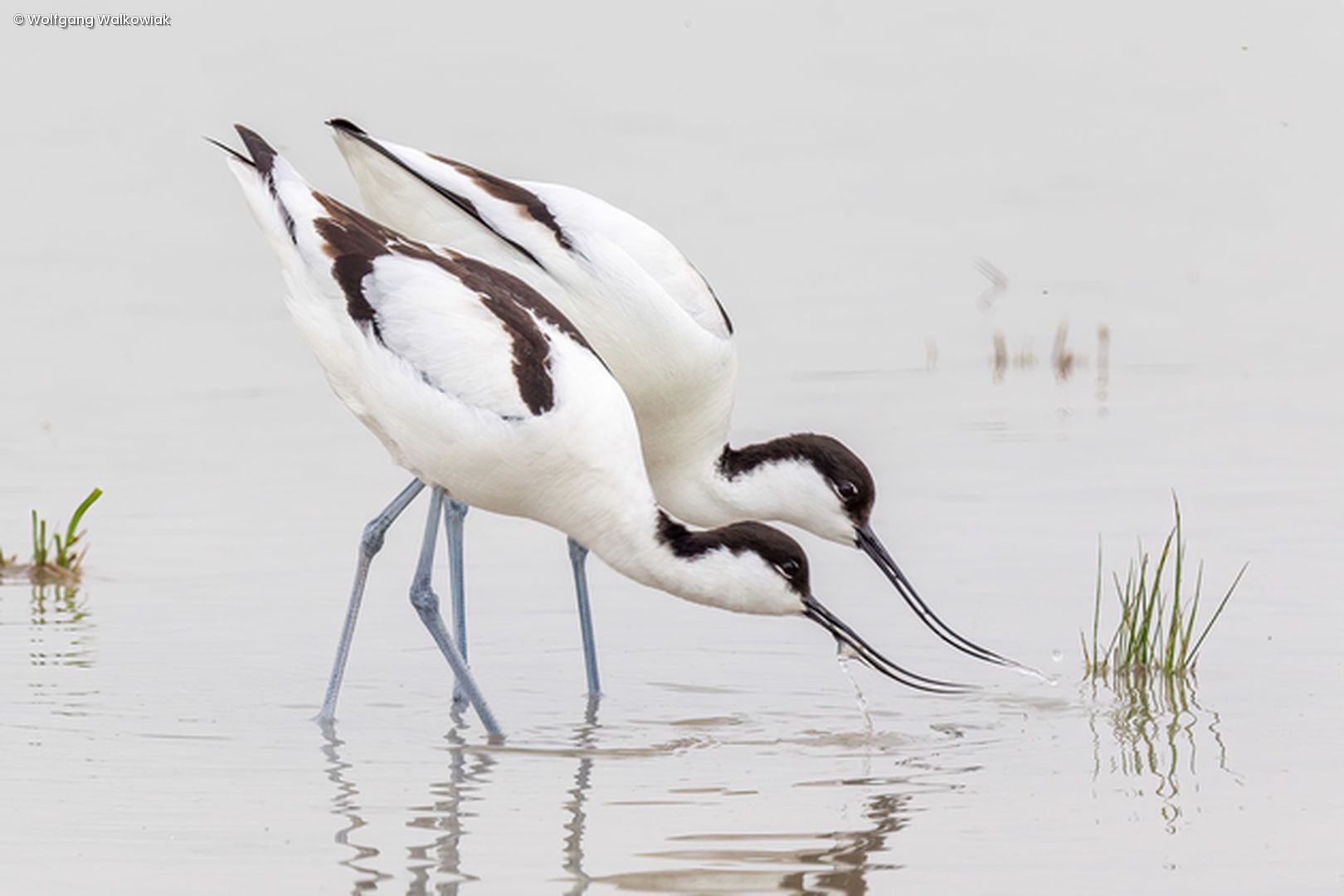 2 Vögel trinke aus Wasser