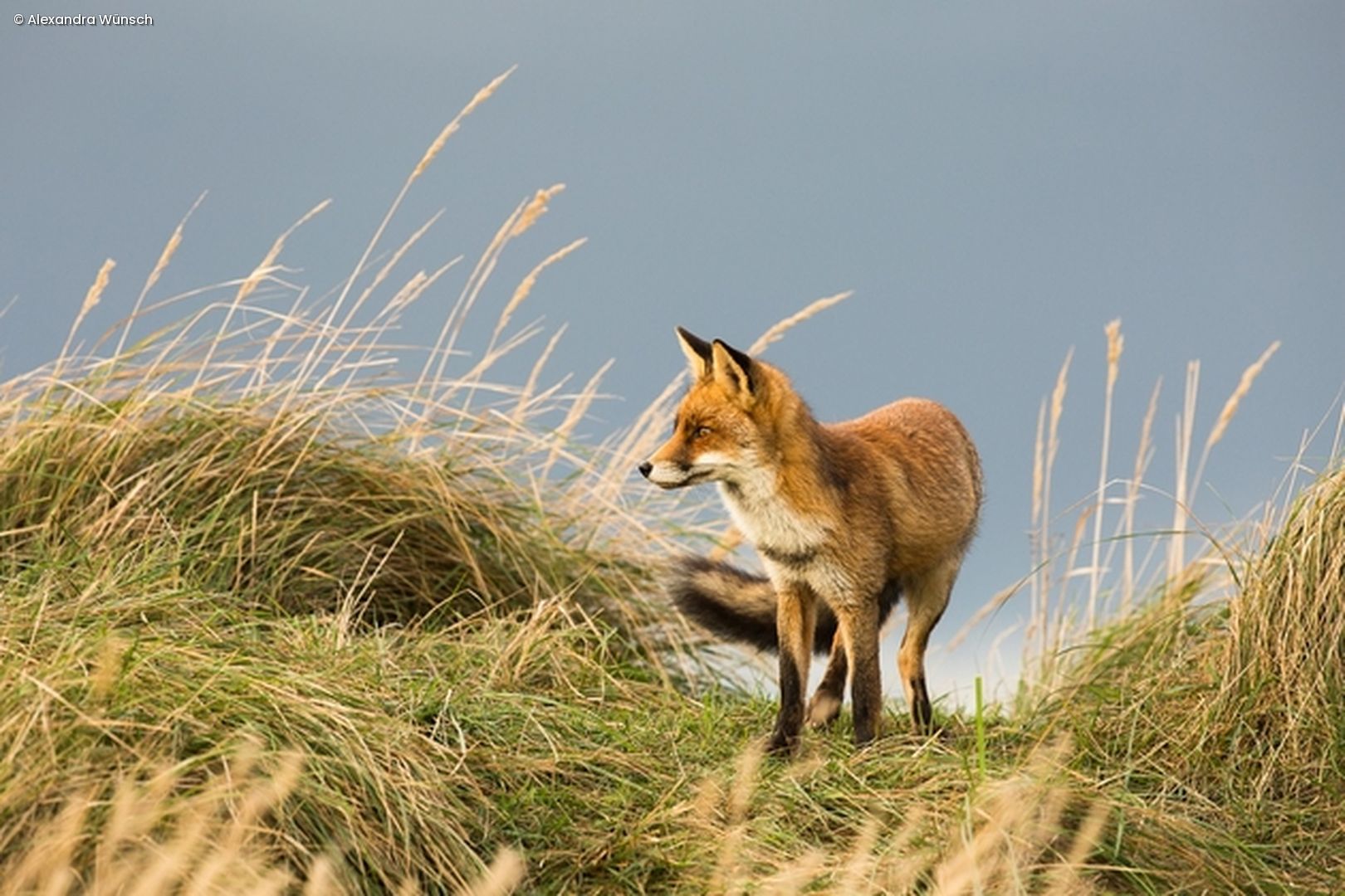 Fuchs steht in Düne