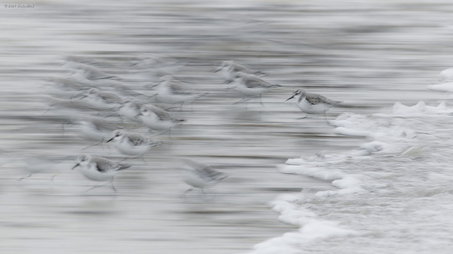 Kleine Vögel laufen vor Wellen weg