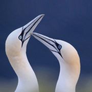 2 weiße Vögel