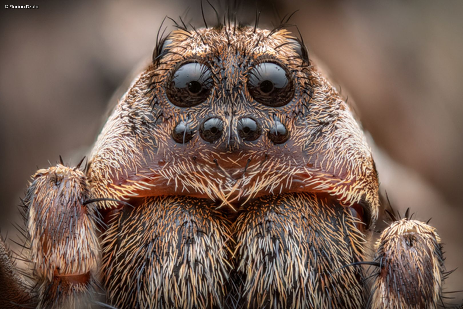 Spinne mit Augen in Nahaufnahme