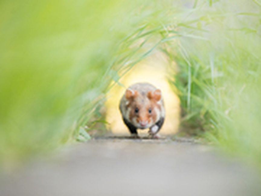 Laufende Maus/ Hamster im Gras