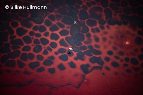 Rot Schwarz gemustertes Tier