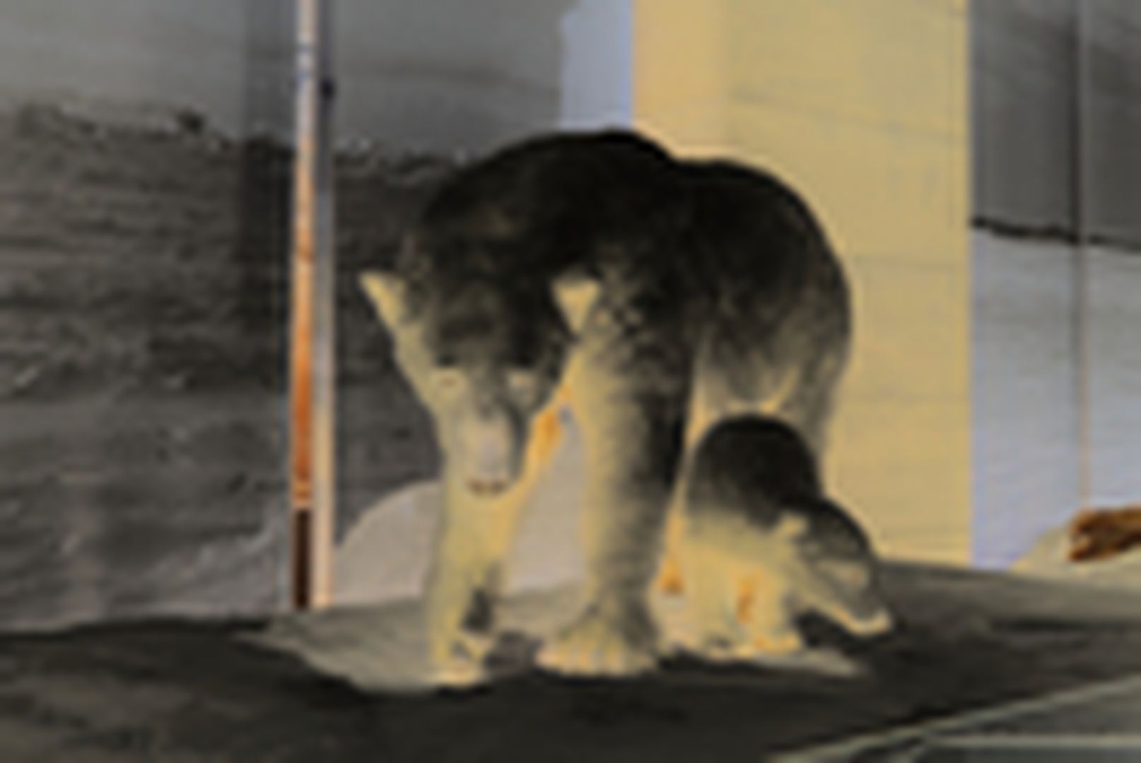 Eisbär Präparat