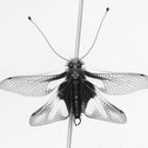 SW Aufnahme eines Falters