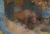 Bulle in Wald 