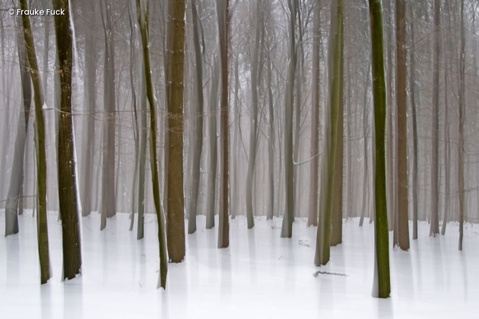 Wald im Schnee