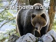 Kohlmeise, Braunbär