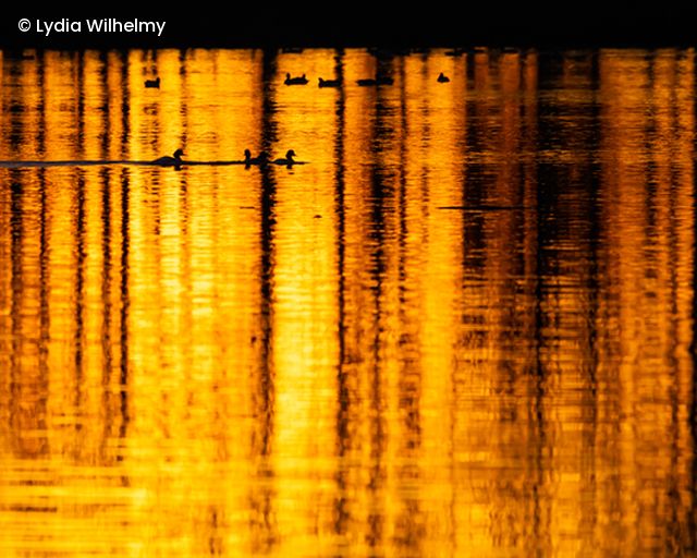 Sonnenuntergang spiegel sich auf Seeoberfläche, Enten schwimmen im See