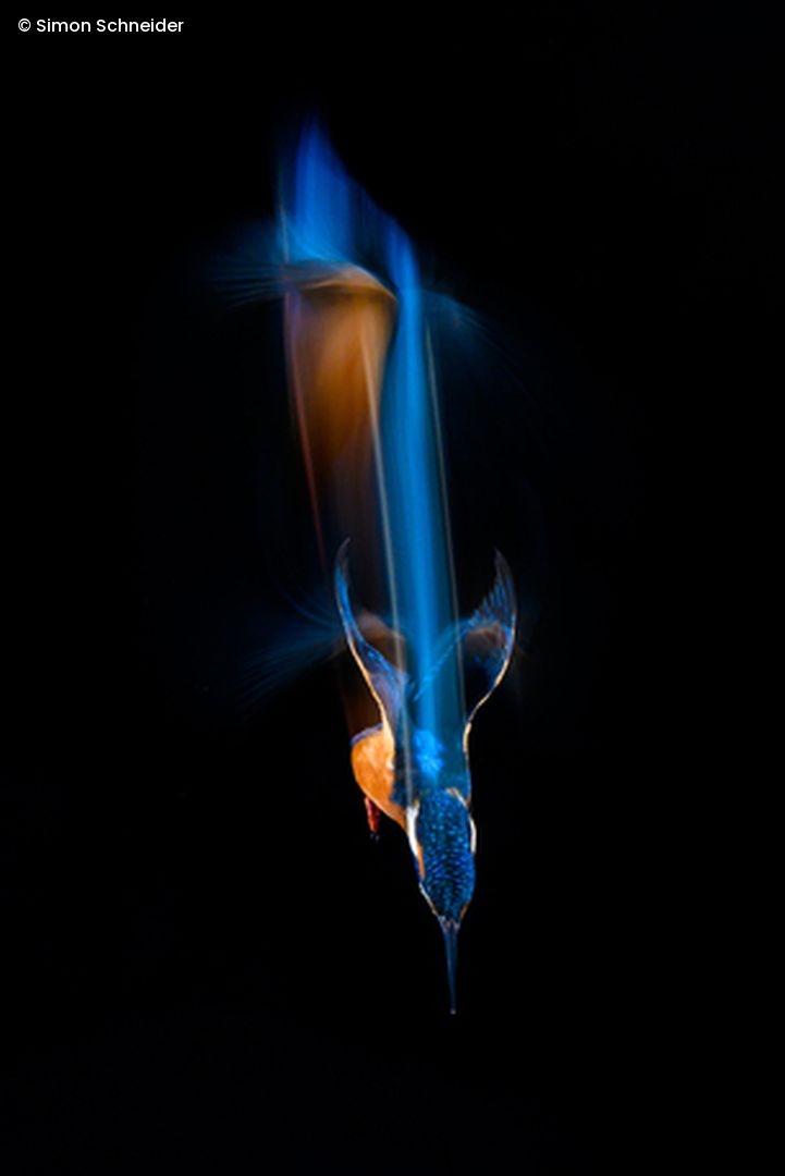 Eisvogel