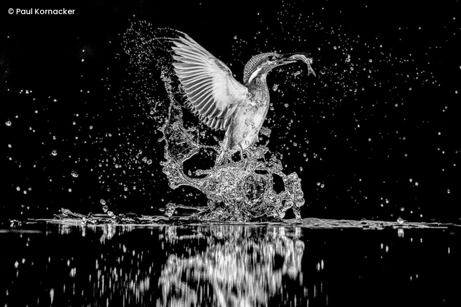 SW Eisvogel 