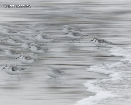 Kleine Vögel laufen vor Wellen weg