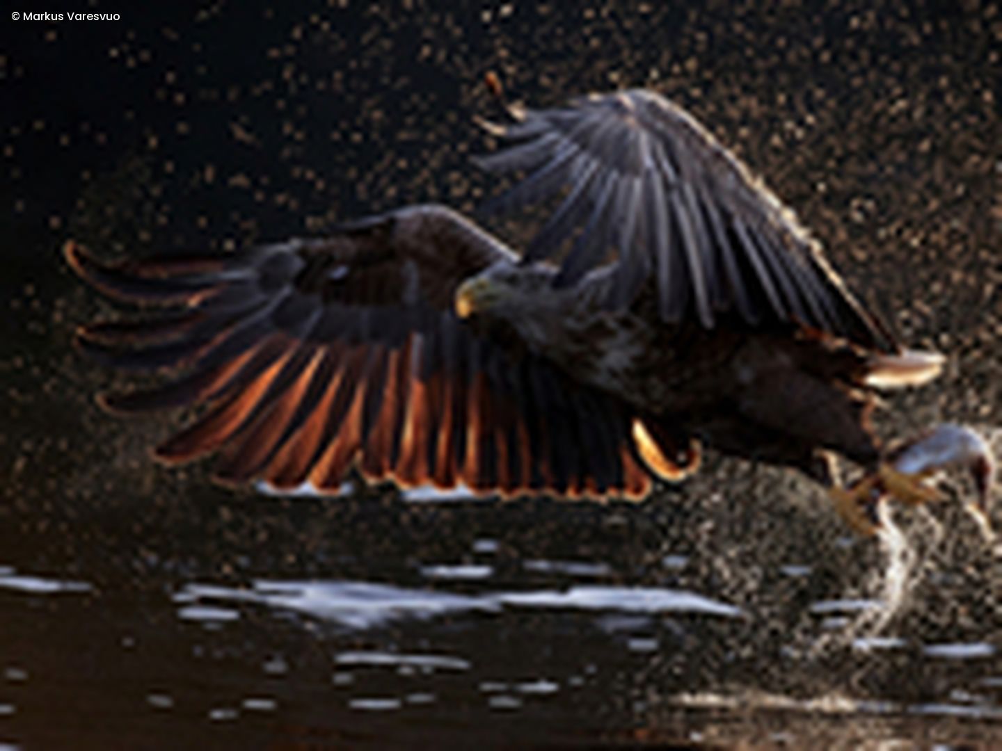 Seeadler greift Beute aus Wasser