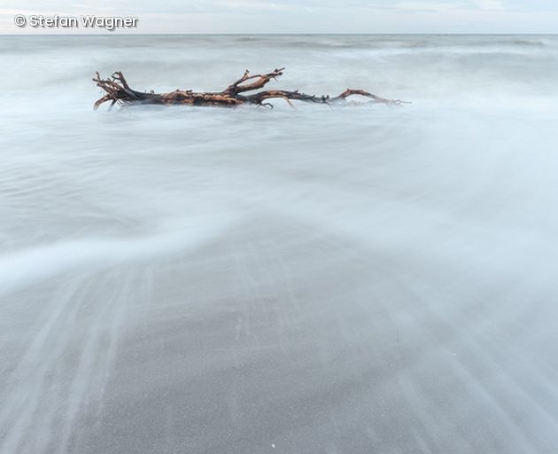 Ast am Strand