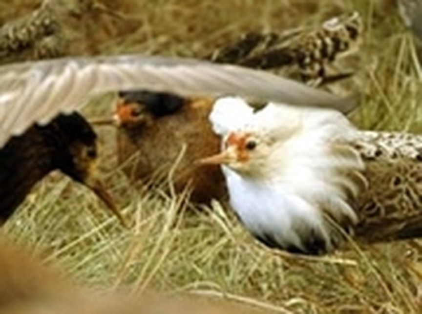 3 Vögel auf Wiese