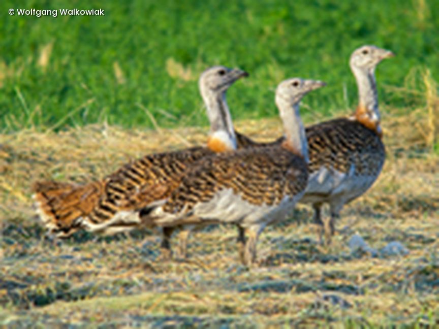 Vögel auf Feld