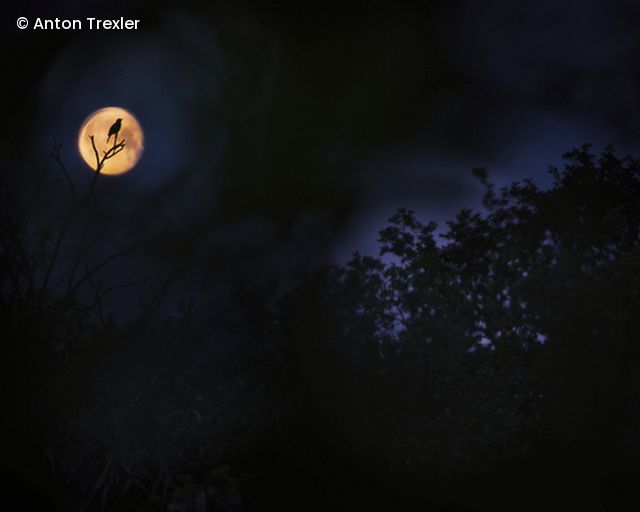 Eule vor Vollmond