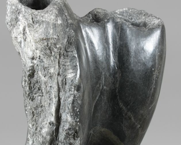 Schädeldetail eines Flusspferdes, Galastone