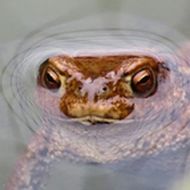 Frosch lugt aus dem Wasser