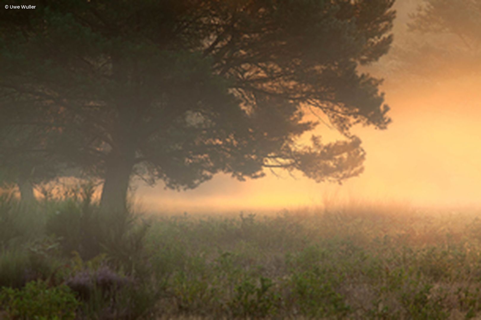 Baum und Wiese im Hintergrund Sonnenuntergang