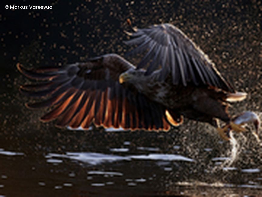 Seeadler greift Beute aus Wasser