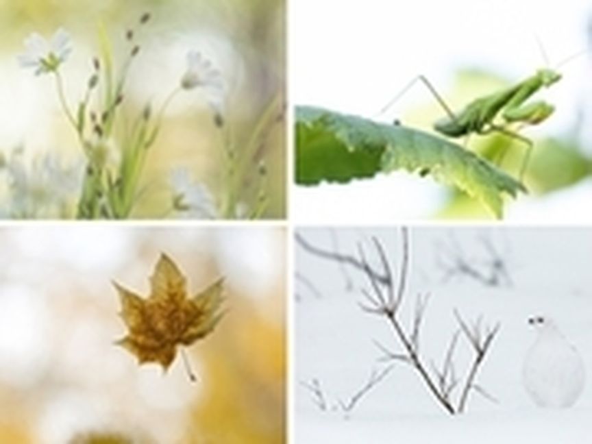 Jahreszeiten Collage