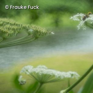 Blumenblüten