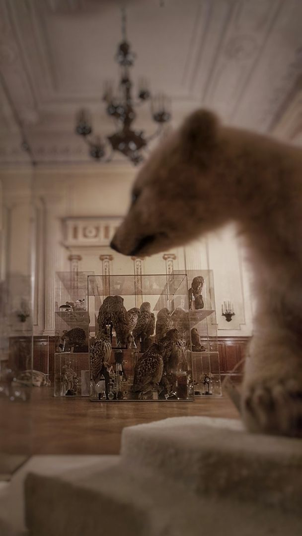 Eisbären Präparat in Ausstellungsraum