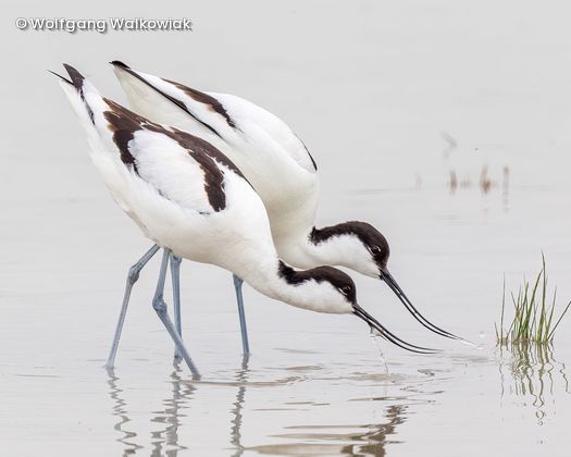 2 Vögel trinke aus Wasser