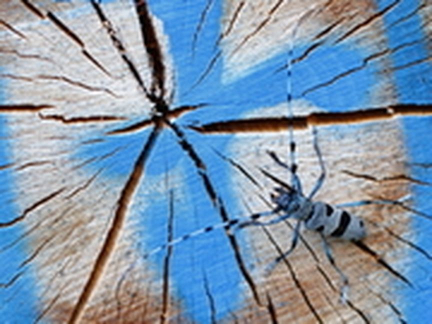 Querschnitt von Baumstamm mit blauer Farbe