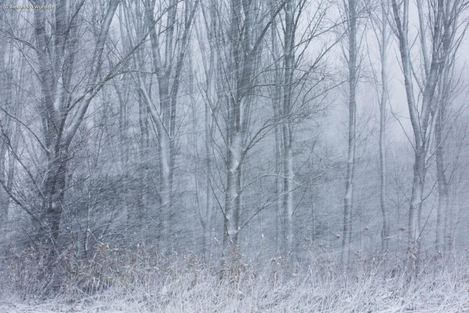 Wald im Schnee