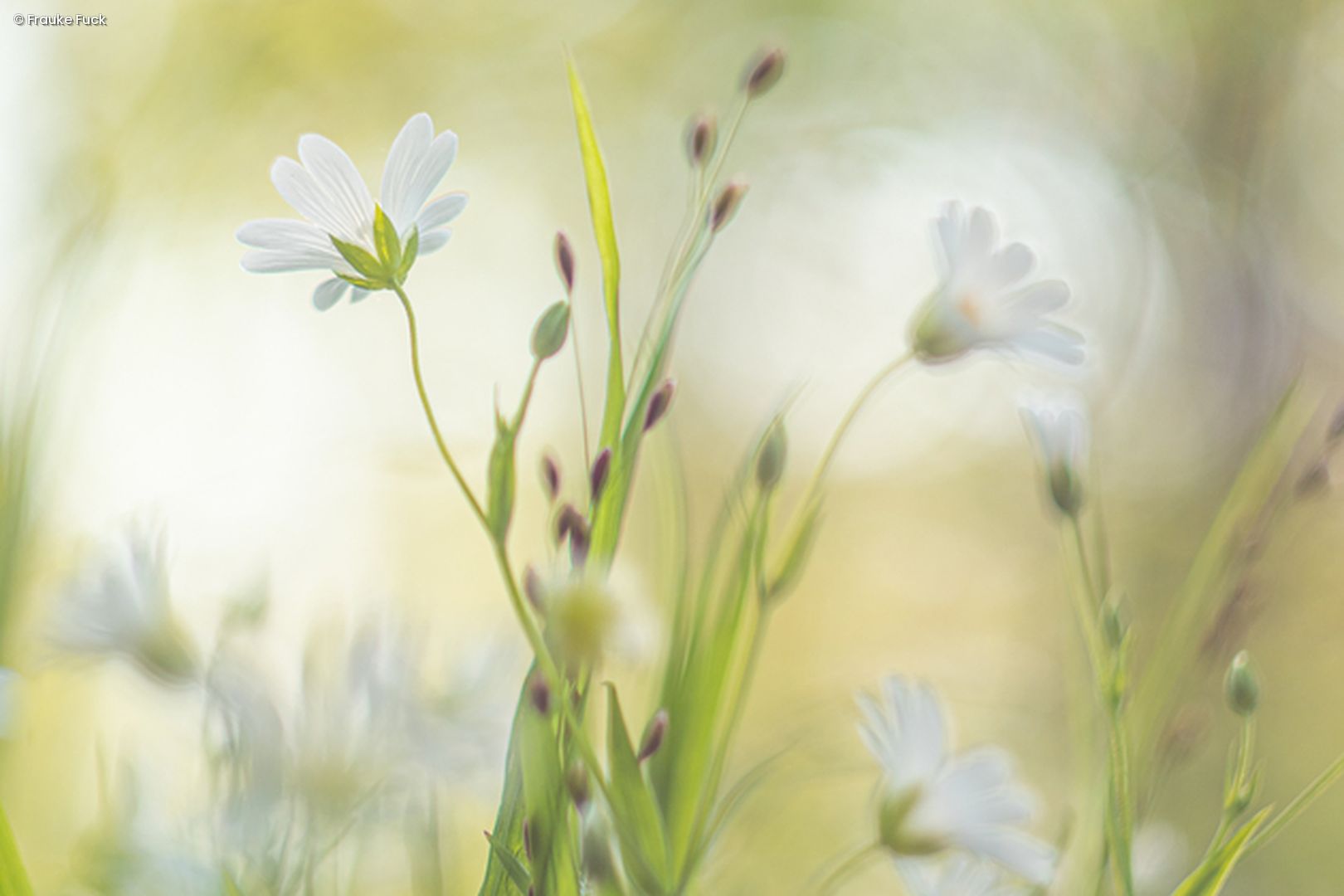Wiese mit Blumen
